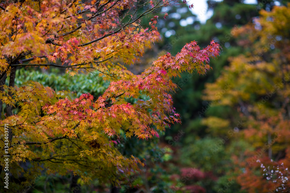 Autumn scenery of Saimyoji Temple in Shiga Prefecture, Japan Autumn scenery of Saimyoji Temple in Shiga Prefecture, Japan