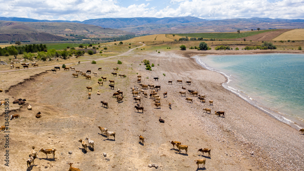 Obraz premium Aerial View of Cattle Grazing by the Dam, Golova, Sivas, Turkey