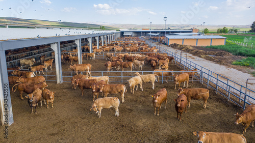 Cattle Grazing on a Farm Turkey