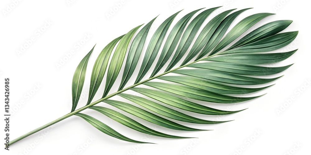 Fototapeta premium Palm leaf