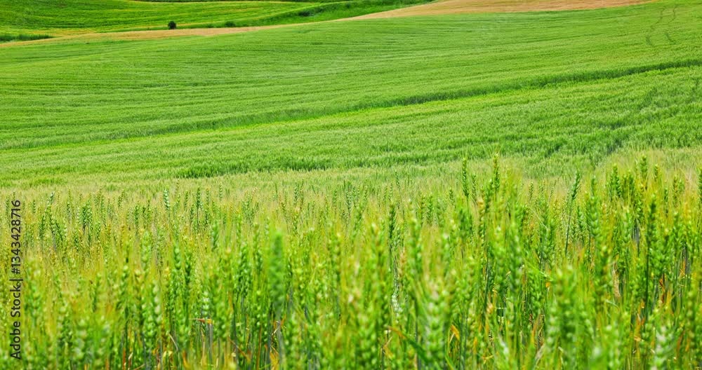 Green wheat fields natural landscape in summer Green wheat fields natural landscape in summer