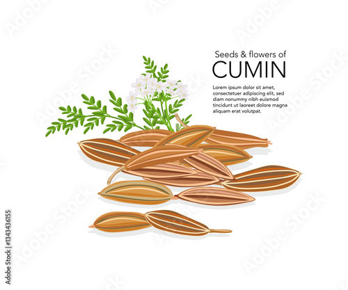 Cumin seed with flowers and leaves vector illustration