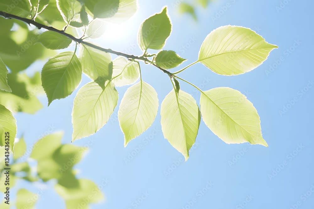 Sunlight Through Green Leaves Spring Nature Background Sunlight Through Green Leaves Spring Nature Background