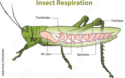 illustration of tracheal system, insect respiratory diagram