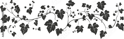 Elegant black silhouette of grapevine and leaves in ornamental design