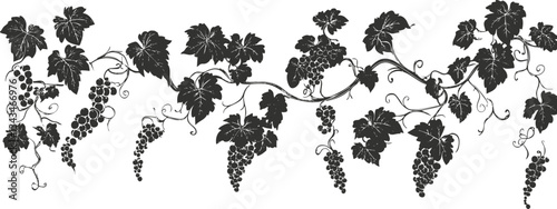 Ornate black vines with grapes and leaves on white background