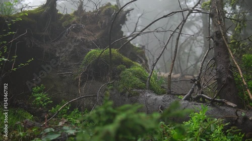 Unrooted tree as a consequence of a storm in a forest middle shot