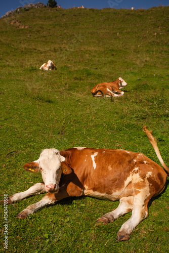 Alpine Cows Grazing on a High Mountain Pasture in the Austrian Alps