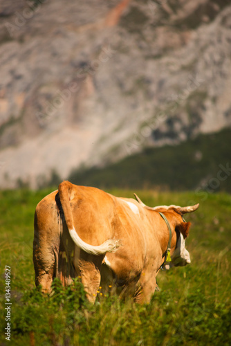 Alpine Cows Grazing on a High Mountain Pasture in the Austrian Alps