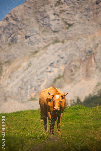 Alpine Cows Grazing on a High Mountain Pasture in the Austrian Alps
