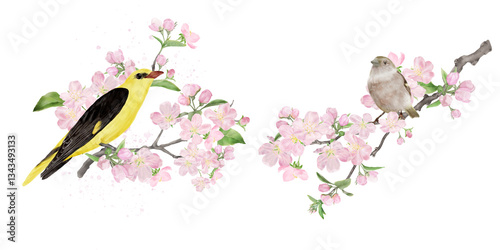 Εκτύπωση καμβά Common sparrow and oriole on cherry blossoms