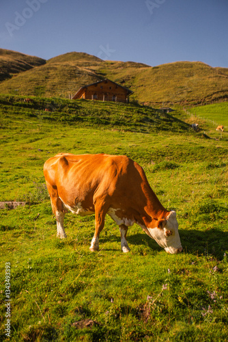 Alpine Cows Grazing on a High Mountain Pasture in the Austrian Alps
