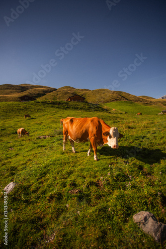 Alpine Cows Grazing on a High Mountain Pasture in the Austrian Alps