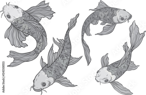 monochrome Koi carp set on white background, Chinese new year, fish for festival on backdrops, line art of koi fish