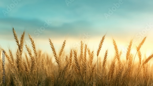 This enchanting image features a vibrant field of golden wheat illuminated by the soft, warm colors of a beautiful sunset, resonating with themes of nature, growth, and tranquility. photo