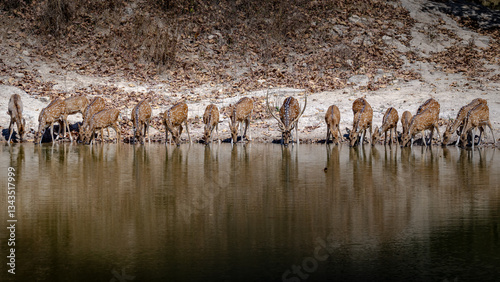 Fotografie A herd of Chital (spotted deer) taking a drink
