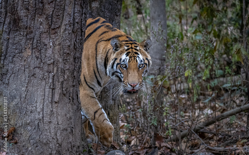 Fototapeta premium Tiger coming around the corner of a tree trunk