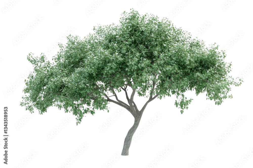 Obraz premium Tree Isolated Lush Green with Summer.