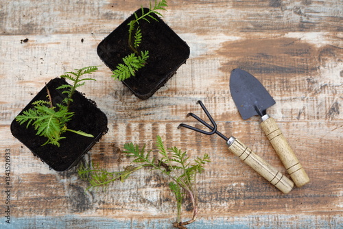 Obraz na plátne planting young tansy plants in pots to reproduce by cuttings