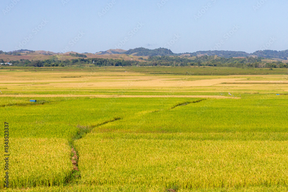 Fototapeta premium East Nusa Tenggara , Indonesia – 05 . 28. 2024 – The rice is turning yellow in the vast rice fields of Sumba, ready to be harvested