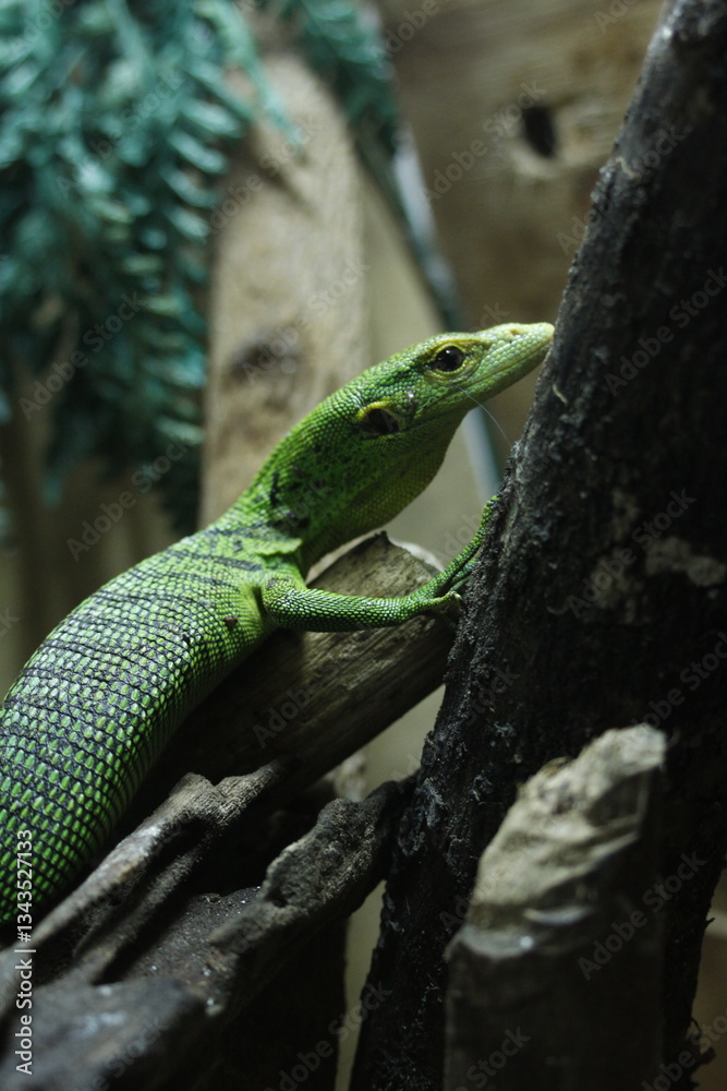Fototapeta premium Cute Baby Green Tree Monitor On A Branch