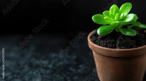 Obraz na płótnie Succulent in Terracotta Pot w salonie