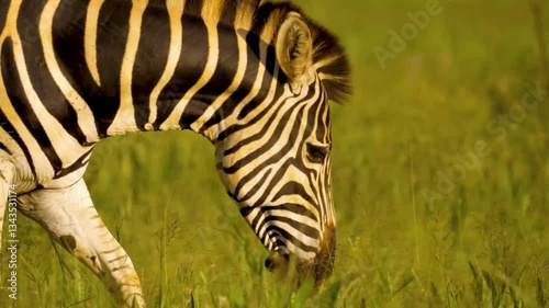 zebra in the grass, zebra in the wild