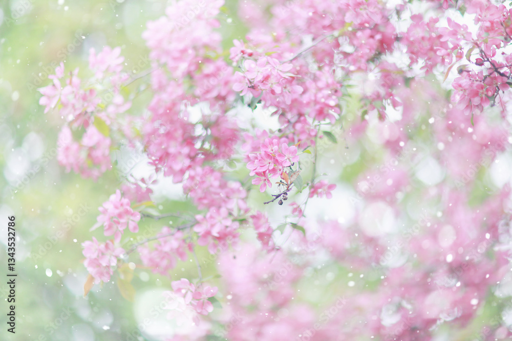 Spring background of blooming pink cherries, beautiful seasonal backdrop Spring background of blooming pink cherries, beautiful seasonal backdrop