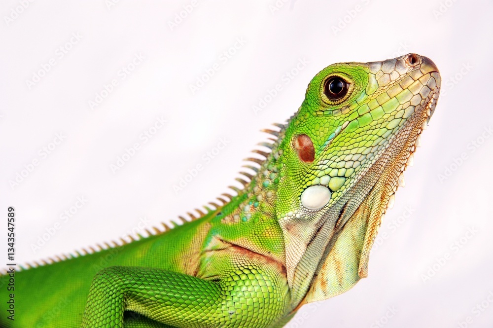 Fototapeta premium Beautiful Juvenile Iguana On White Background