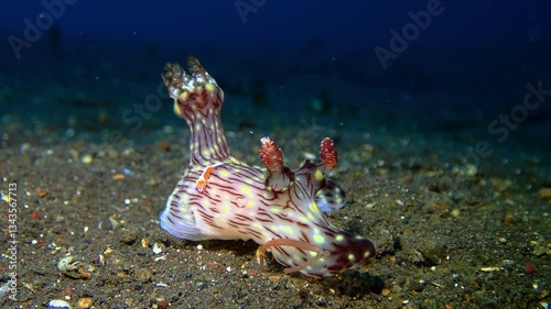 A commensal shrimp riding on top of a nudibranch.
