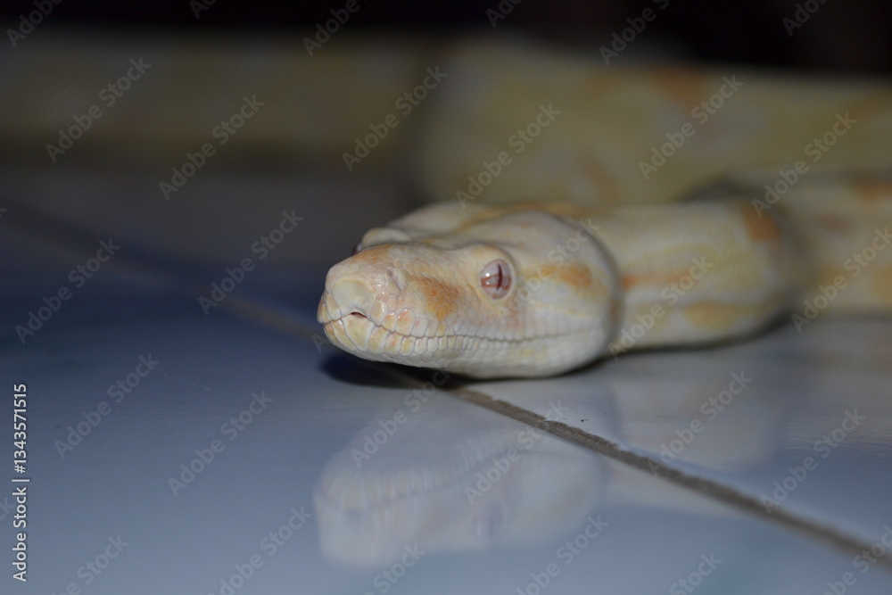 Fototapeta premium close up of a albino python