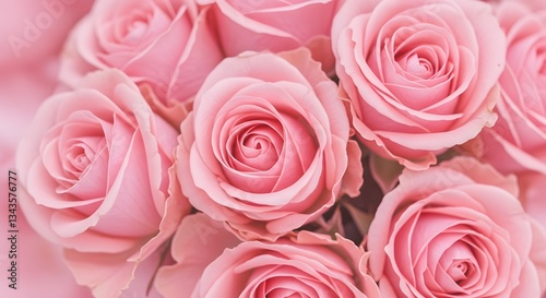 pink roses background