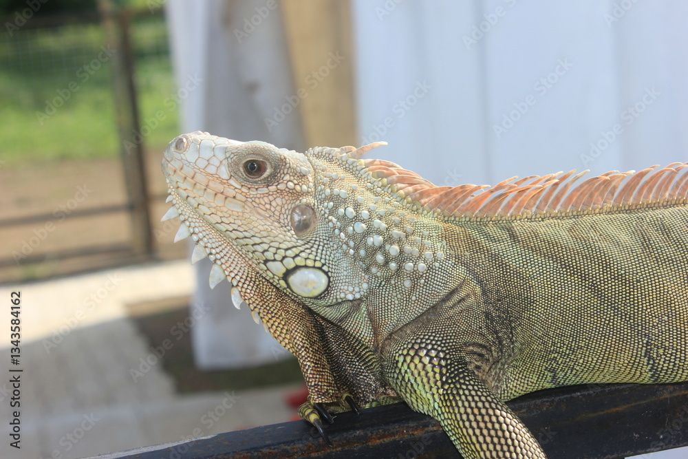 Fototapeta premium Close Up Exotic Anima Green Iguana