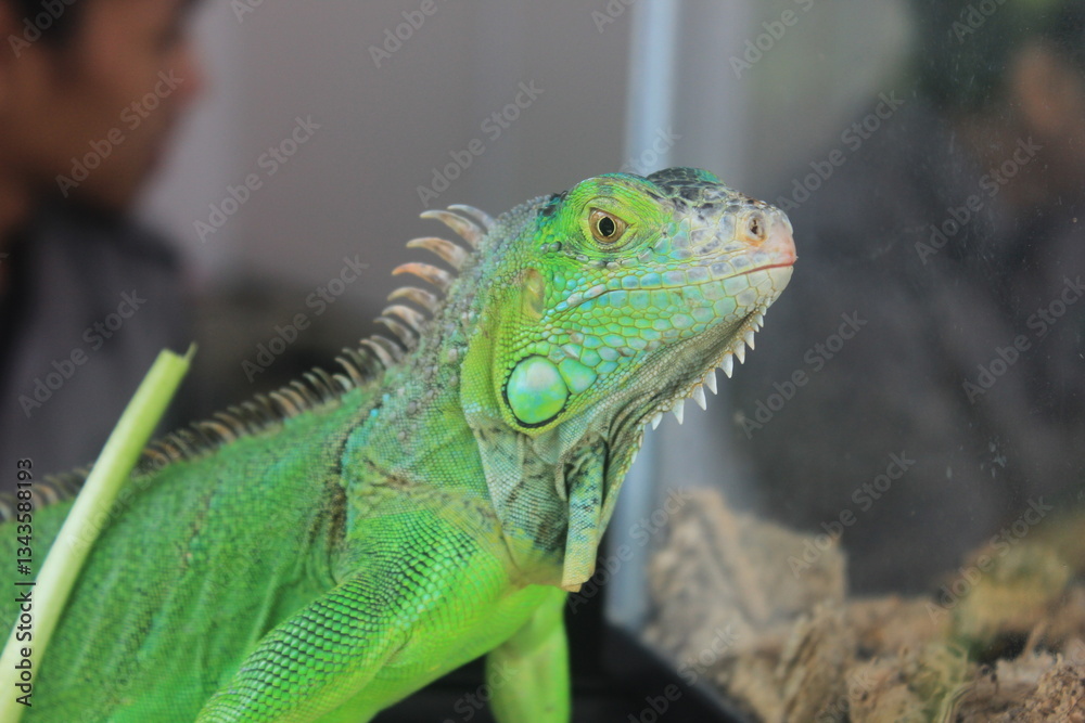 Obraz premium Close Up Exotic Anima Green Iguana