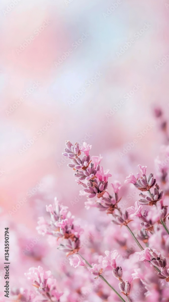Obraz premium Spring floral background, blurred lavender flower, for Mothers day card