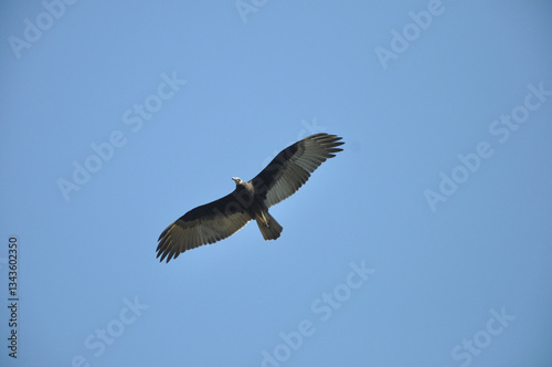 pajaro jote planeando en el cielo azul