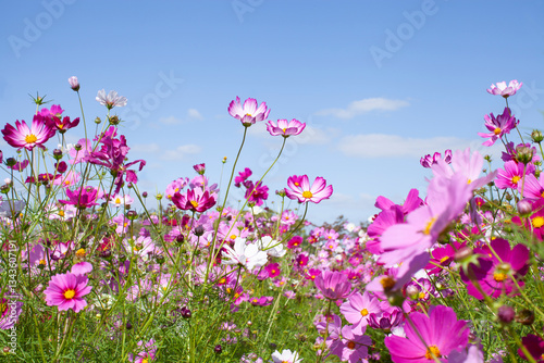 青空と花畑に咲くコスモスの花