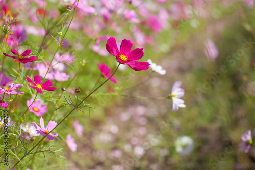 花畑に咲くコスモスの花