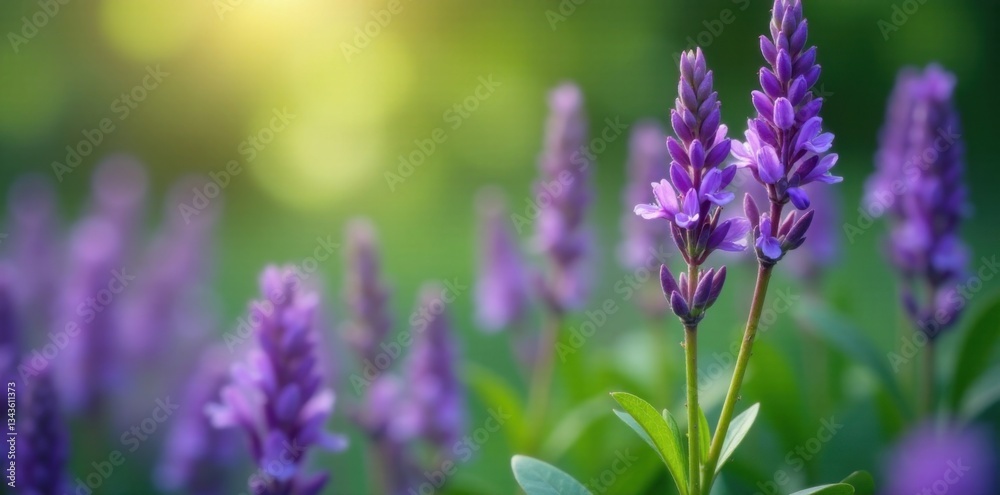 Delicate lavender petals unfurl on a lush green stem surrounded by vibrant purple foliage , nature, foliage, flowers Delicate lavender petals unfurl on a lush green stem surrounded by vibrant purple foliage , nature, foliage, flowers