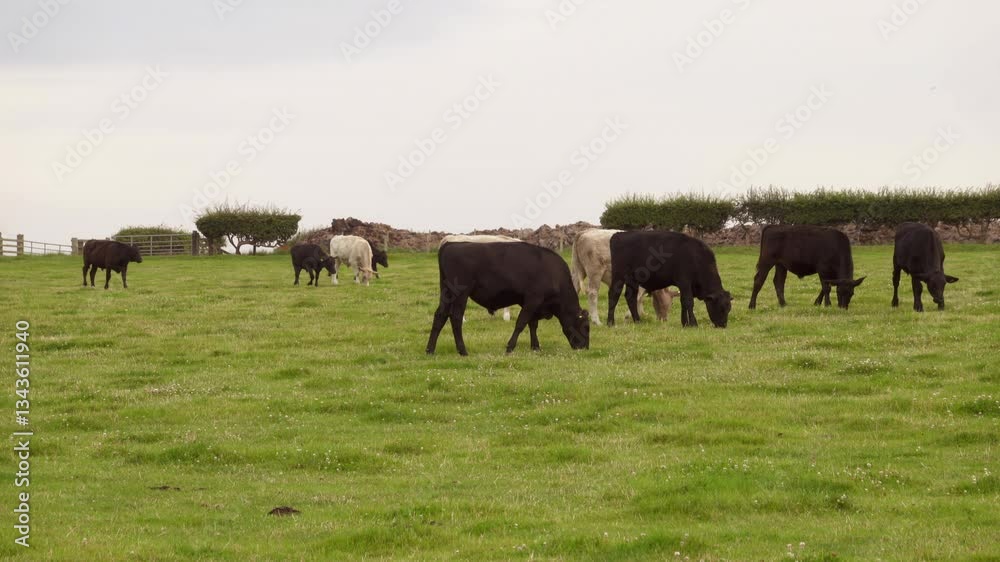 Group of Bulls in a farm field grazing stock footage Group of Bulls in a farm field grazing stock footage