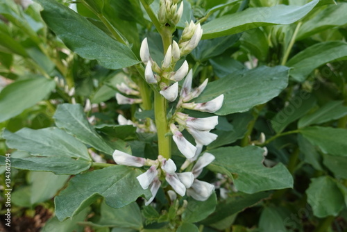 Broad bean plant growing in vegetable garden with white flowers