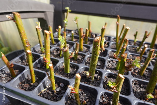 Fototapeta Naklejka Na Ścianę i Meble -  Gardener propagating rose bush cuttings in seed tray