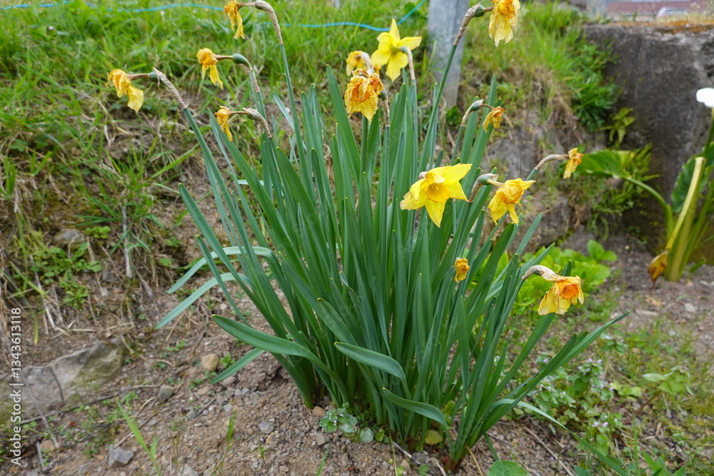 Fototapeta premium Yellow narcissus flowers blooming in spring garden