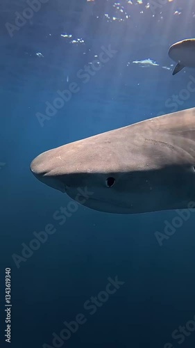 shark in the sea