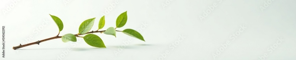 Obraz premium Small branch with delicate leaves on white surface, tiny, leafy