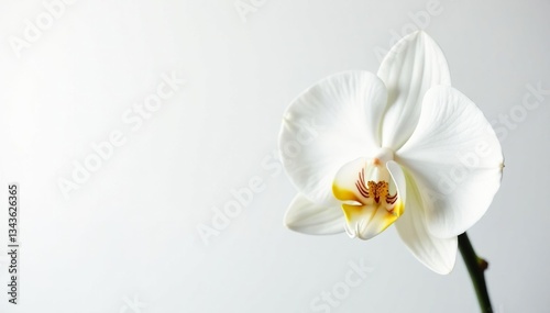 Delicate white orchid blossom against pure white backdrop, wedding, peace