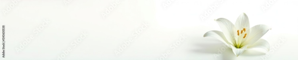 Fototapeta premium White lily isolated on white background with light reflections, clean, lily, white