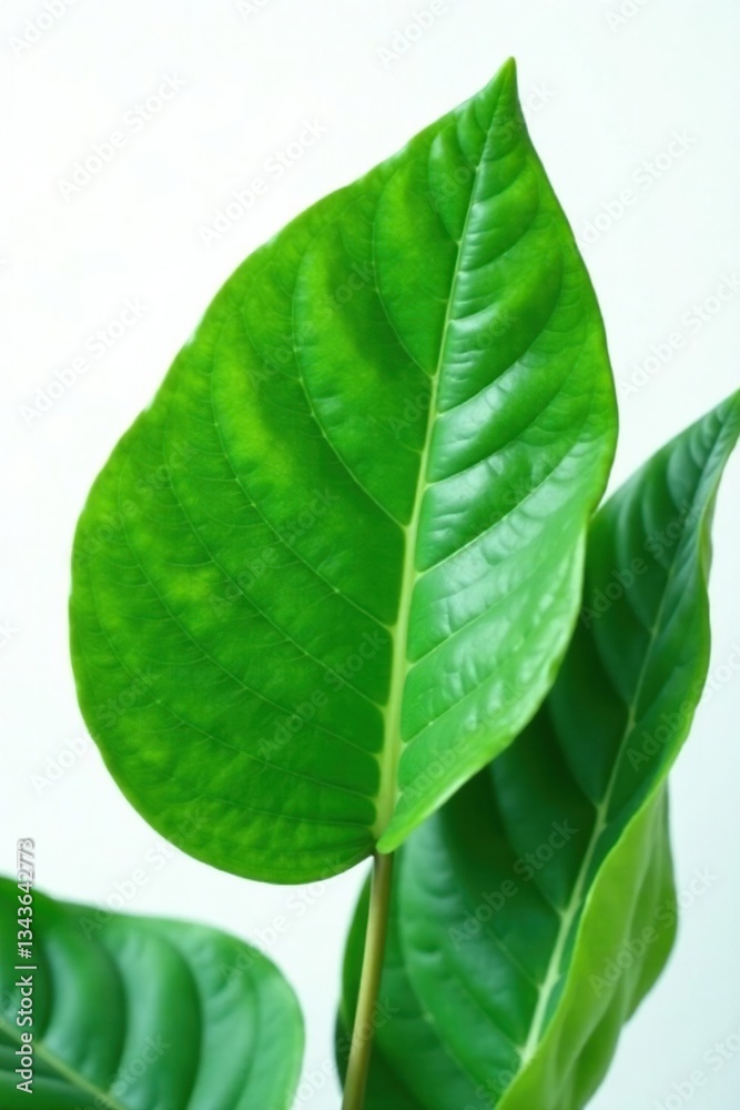 Fototapeta premium Large leaf details against a white background, texture, nature