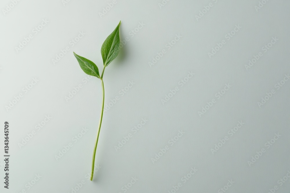Obraz premium A delicate green plant stem with two vibrant leaves