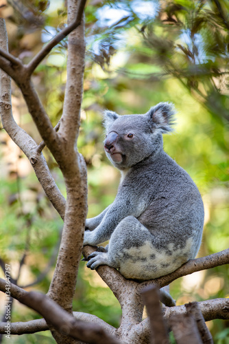 Photography Koala climbing a tree